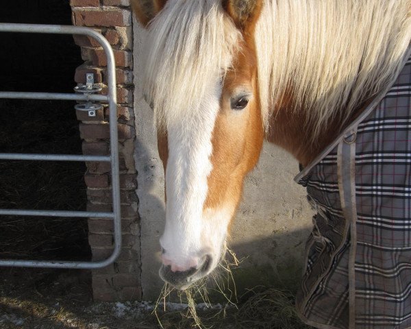 Pferd Bine (Haflinger, 2002, von Odin)