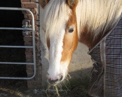 Pferd Bine (Haflinger, 2002, von Odin)