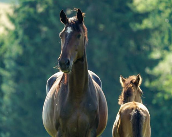 broodmare Berta VI (Holsteiner, 2009, from Timolino xx)