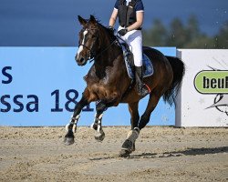 jumper Madame C van het Houtemhof Lm (Belgian Warmblood, 2012, from Galisco van Paemel)