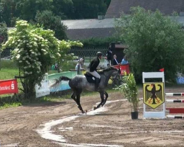 horse Appy 3 (KWPN (Royal Dutch Sporthorse), 2005, from Urbanus)