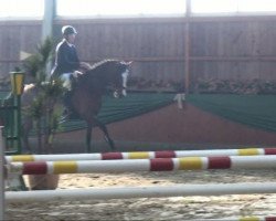 broodmare Luminna (Oldenburg show jumper, 2004, from Ludwig von Bayern 168 FIN)