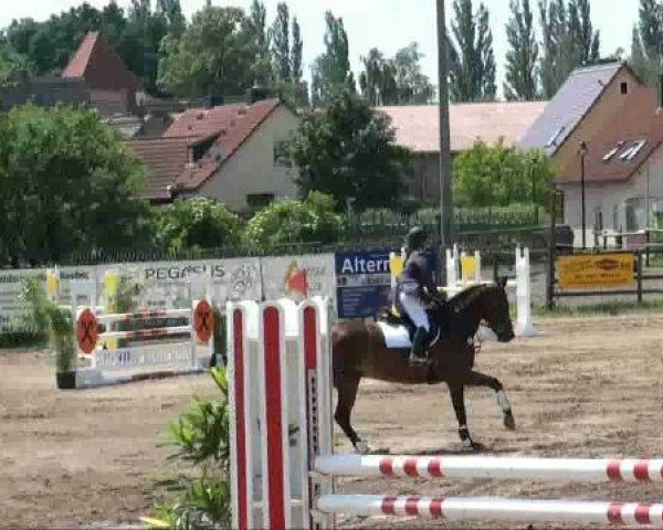 jumper Cooper (German Sport Horse, 2005, from Coolman)