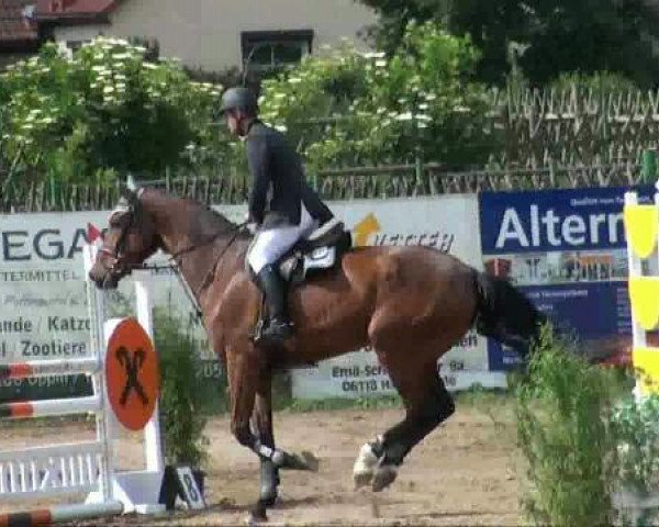 Springpferd Quasimodo B (Holsteiner, 2006, von Quadrigo 4)