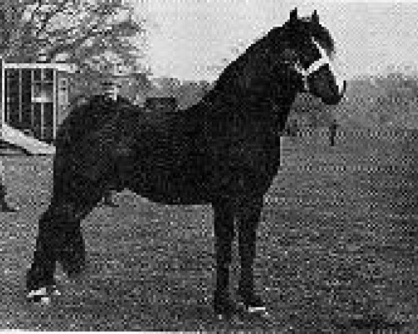 Deckhengst Goodenough (New-Forest-Pony, 1946, von Forest Horse)