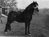 Deckhengst Goodenough (New-Forest-Pony, 1946, von Forest Horse)