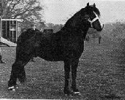 stallion Goodenough (New Forest Pony, 1946, from Forest Horse)