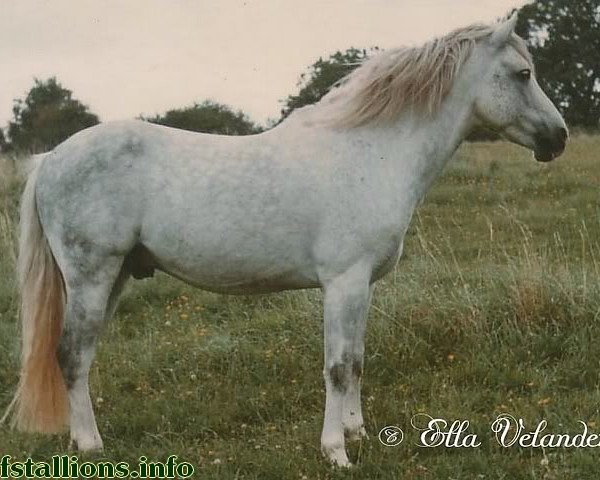 stallion Merrie Mercury (New Forest Pony, 1958, from Merrie Mistral)