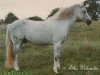 stallion Merrie Mercury (New Forest Pony, 1958, from Merrie Mistral)