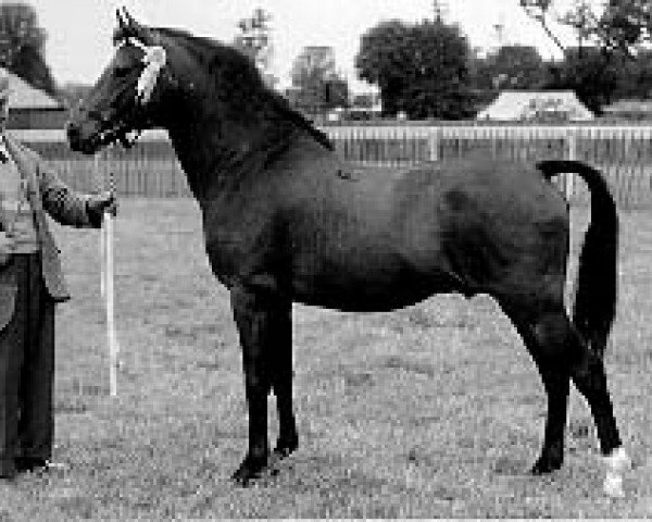 stallion Priory Starlight VII (New Forest Pony, 1954, from Goodenough)