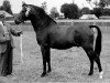 Deckhengst Priory Starlight VII (New-Forest-Pony, 1954, von Goodenough)