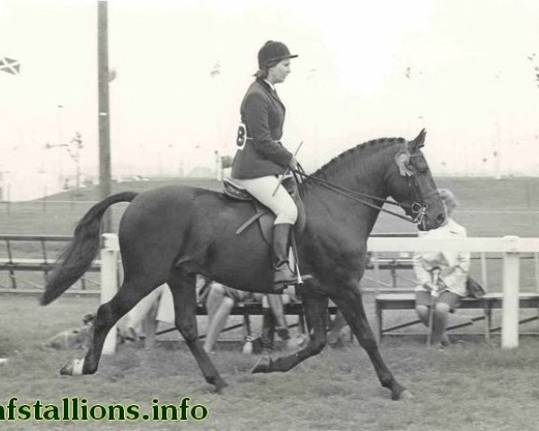 stallion Oakley Starlight (New Forest Pony, 1966, from Burton Starlight)