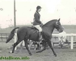 stallion Oakley Starlight (New Forest Pony, 1966, from Burton Starlight)