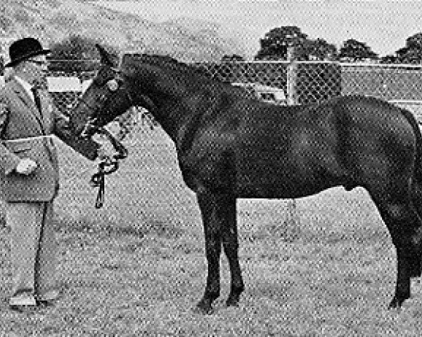 stallion Burton Starlight (New Forest Pony, 1960, from Priory Starlight VII)