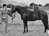 Deckhengst Burton Starlight (New-Forest-Pony, 1960, von Priory Starlight VII)