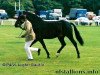 Deckhengst Luckington Leo (New-Forest-Pony, 1990, von Katric Capers)