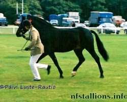 Deckhengst Luckington Leo (New-Forest-Pony, 1990, von Katric Capers)