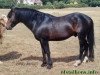 stallion Luckington Ludo (New Forest Pony, 1970, from Burton Starlight)