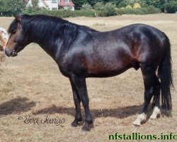 Deckhengst Luckington Ludo (New-Forest-Pony, 1970, von Burton Starlight)