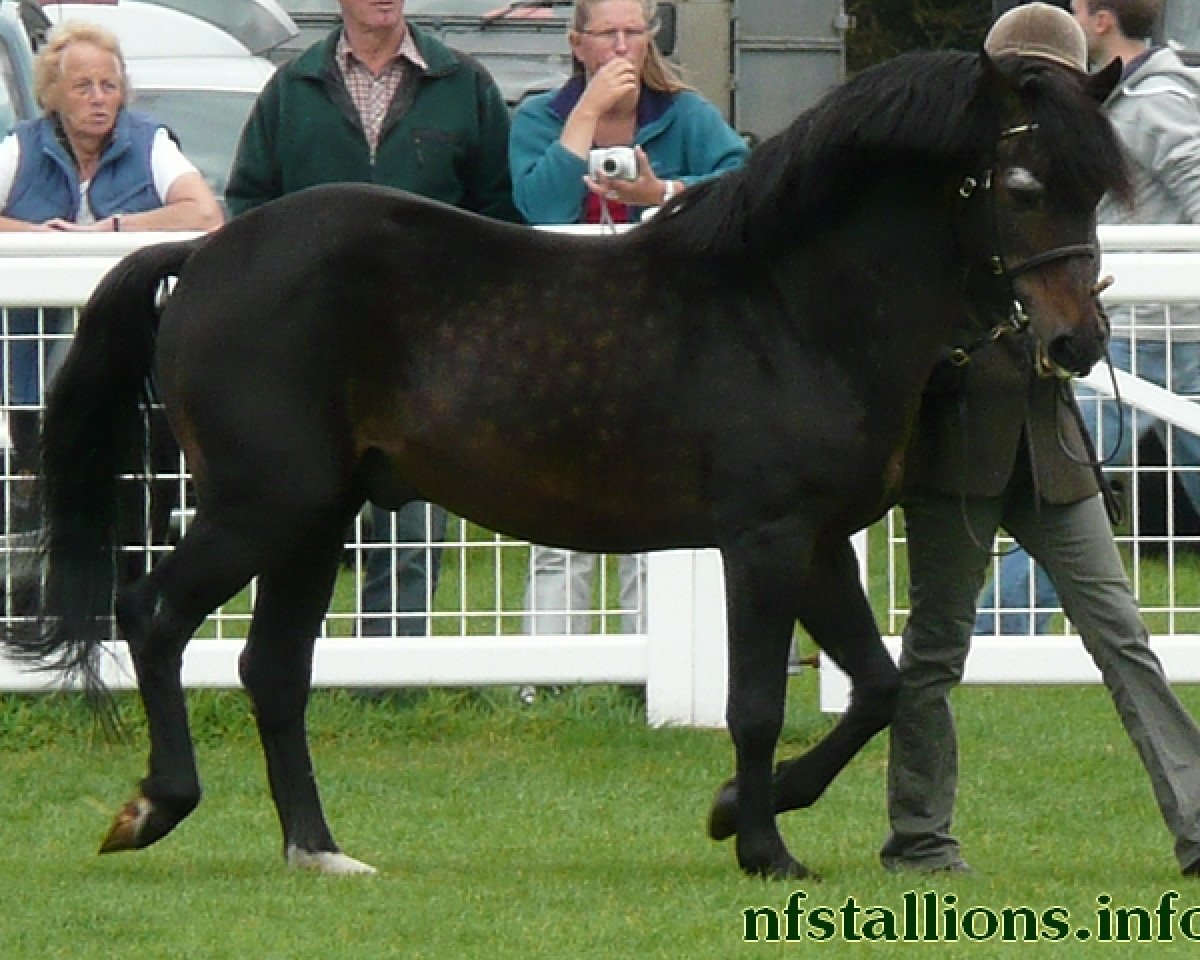 stallion Luckington Sportaide (New Forest Pony, 1986, from Luckington Ludo)