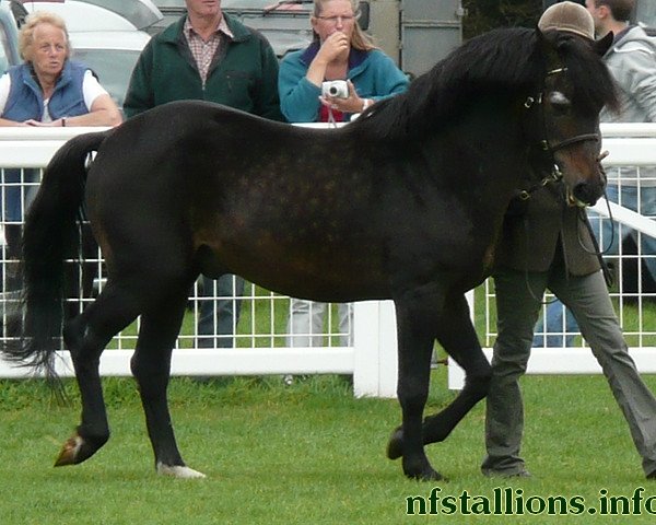 stallion Luckington Sportaide (New Forest Pony, 1986, from Luckington Ludo)