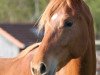 dressage horse Lillyfee T (Westphalian, 2005, from Lord Loxley I)