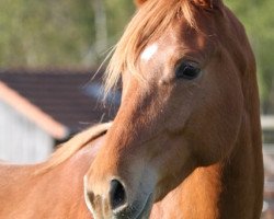 dressage horse Lillyfee T (Westphalian, 2005, from Lord Loxley I)