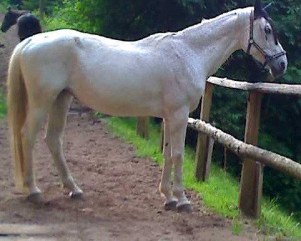 broodmare Lolita (Württemberger, 1992, from Latus II)