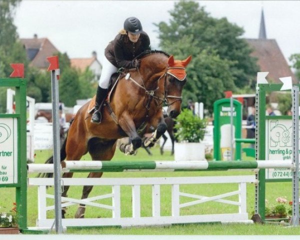 jumper Morinio (German Warmblood, 2002, from Mohr)