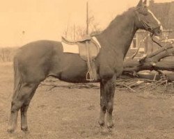 stallion Marco Polo (Trakehner, 1962, from Poet xx)