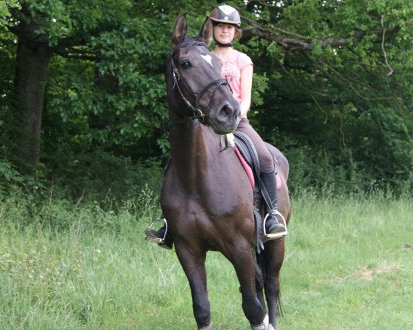 dressage horse Manolito (Hanoverian, 1985)