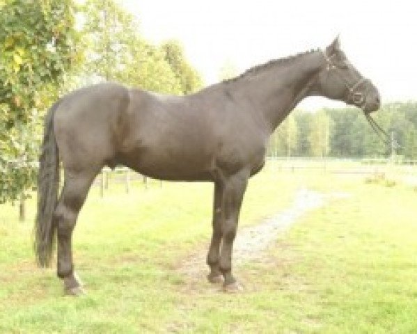 stallion Weltstein (Hanoverian, 1998, from Weltmeyer)