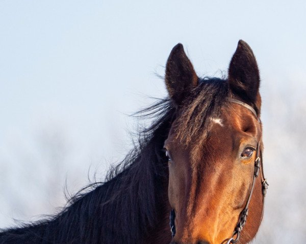 broodmare Priska (Brandenburg, 1997, from Palast)