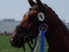 dressage horse Wayne interessiert's (Westphalian, 2003, from Westlite)