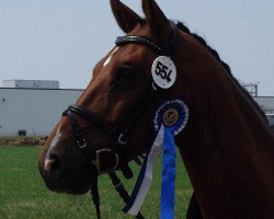 dressage horse Wayne interessiert's (Westphalian, 2003, from Westlite)