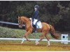 dressage horse Golden Joy 17 (German Riding Pony, 2003, from Golden Dandy)