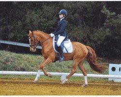 dressage horse Golden Joy 17 (German Riding Pony, 2003, from Golden Dandy)