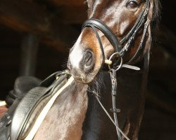 dressage horse Dream of Joy NS (Oldenburg, 2004, from Danny Wilde)