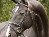 horse Rotspon (Hanoverian, 1995, from Rubinstein I)