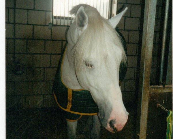 stallion Cordial S (Holsteiner, 1987, from Coriander)