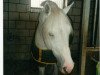 stallion Cordial S (Holsteiner, 1987, from Coriander)