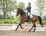 dressage horse Calle 99 (Trakehner, 2014, from Goldschmidt)