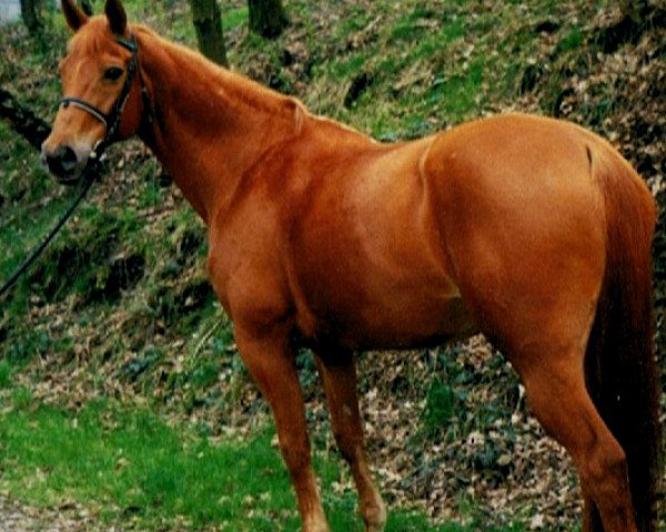 broodmare Indian Lady (Trakehner, 1985, from Perlenglanz)