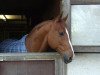 dressage horse Buddy (German Warmblood, 2004)