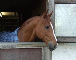 dressage horse Buddy (German Warmblood, 2004)