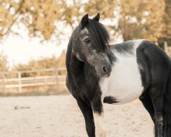 Pferd Prince MKK (Shetland Pony, 2004, von Polko van Beemden's Courage)