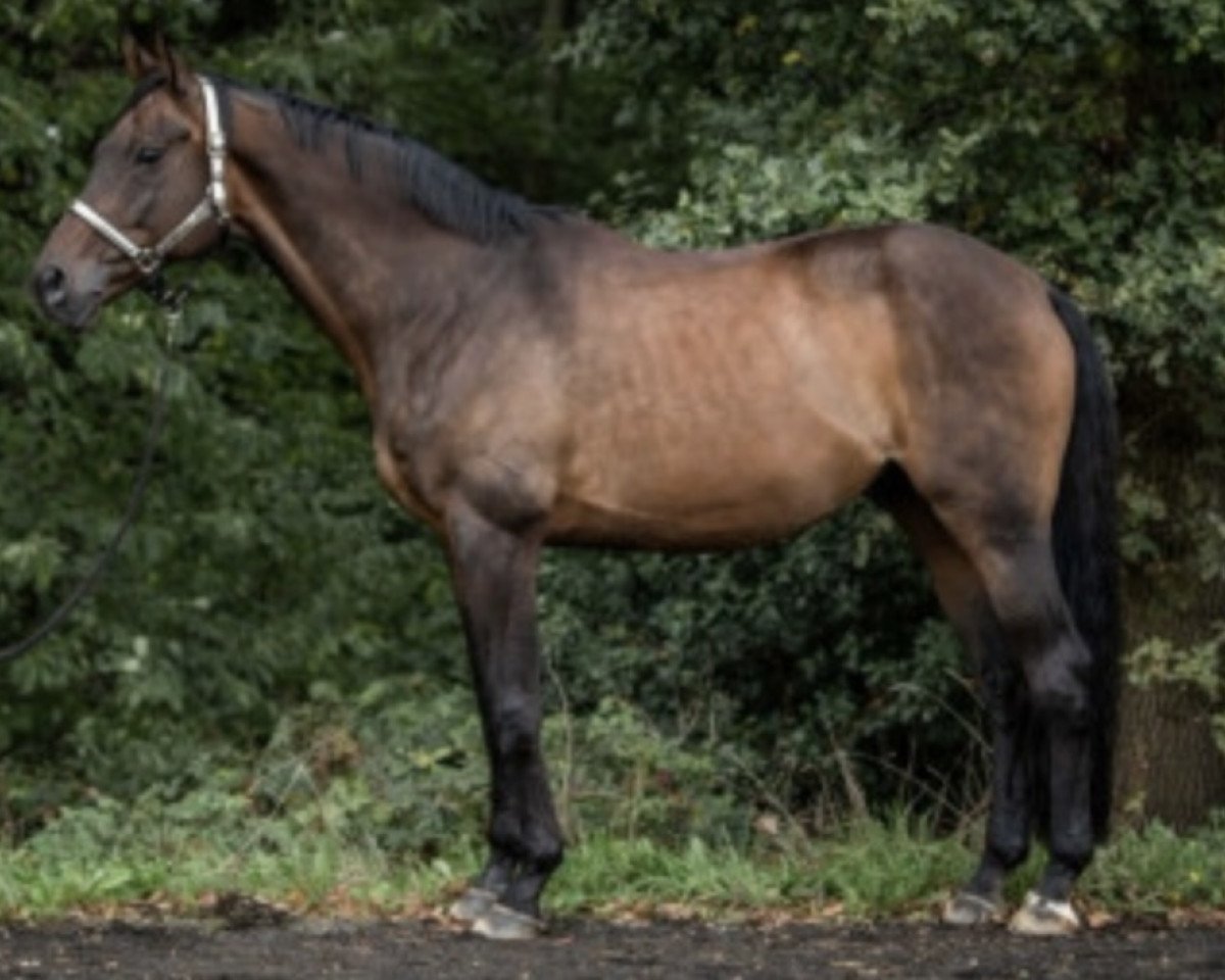 Pferd Zirkus Firfod (Oldenburger, 2006, von Anzvar Firfod)