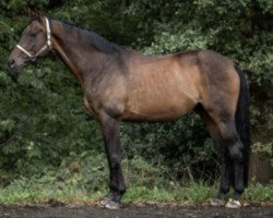 horse Zirkus Firfod (Oldenburg, 2006, from Anzvar Firfod)