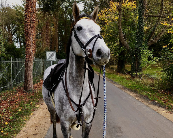 Springpferd Bandita 10 (Holsteiner, 2017, von Brantzau)