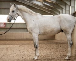 jumper Royello (Irish Sport Horse, 2007, from Lux Z)